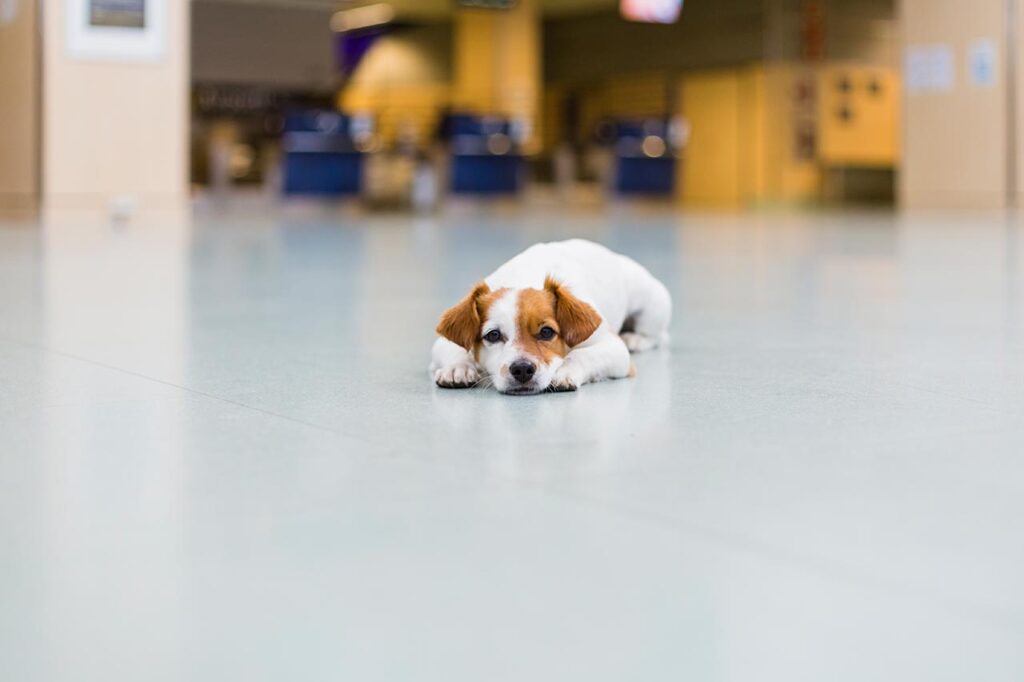 Lavitoo Pet Travel 002